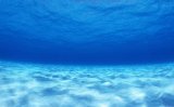 На дне океана найден уникальный организм, способный регенерировать за 3,5 дня