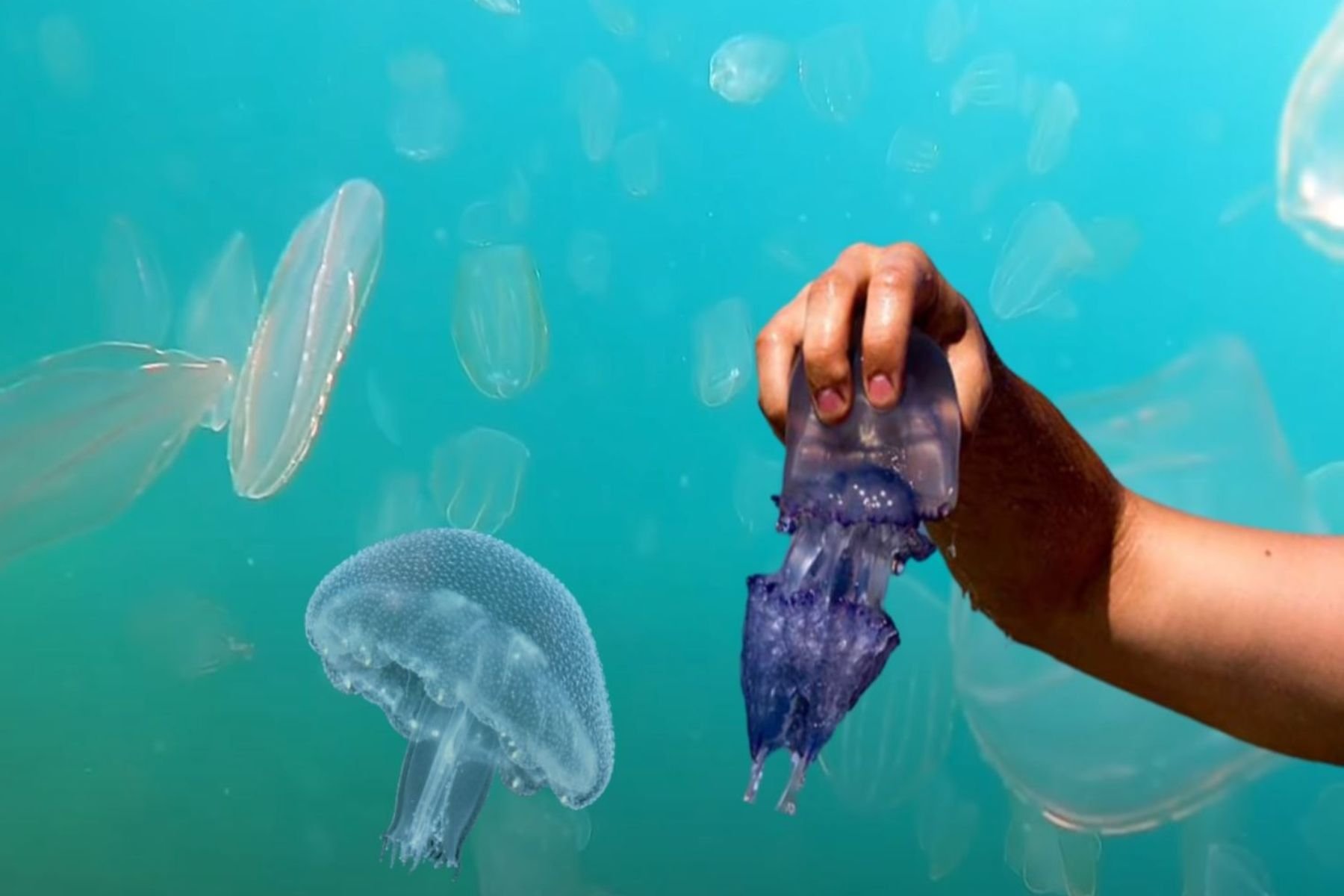 медузы моря