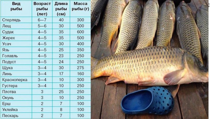 Таблица по соотношению веса и роста рыбы