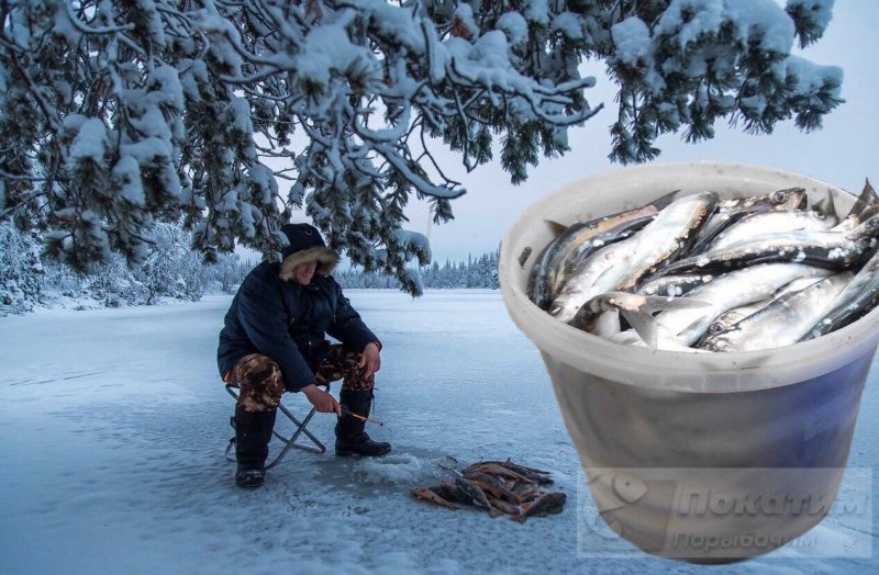 Зимняя рыбалка с щедрым уловом. Коллаж: автор «Покатим.ру» Анастасия Васильева