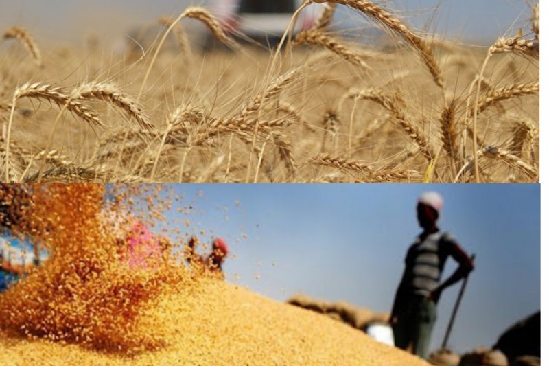Российская пшеница завоевала Египет. Источники фото: inosmi.ru, googleusercontent.com