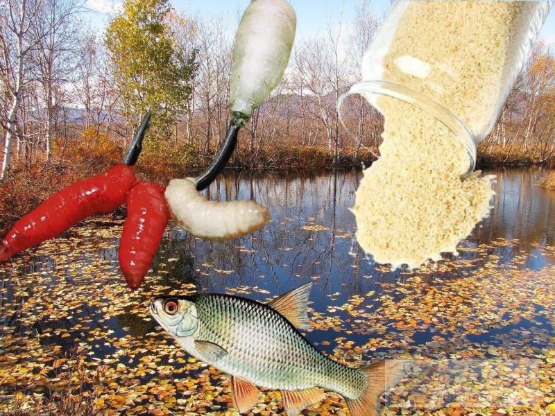 Кормить рыбу молотыми сухарями и опарышами, а искать на водоемах с листвой. Изображение: Елена Лановая