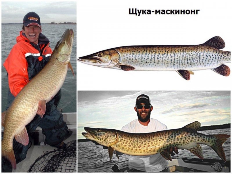 Вот так выглядит щука-гигант. Источники изображения: americanfishing.ru, rybalkavmonrale.ru, fishbiosystem.ru