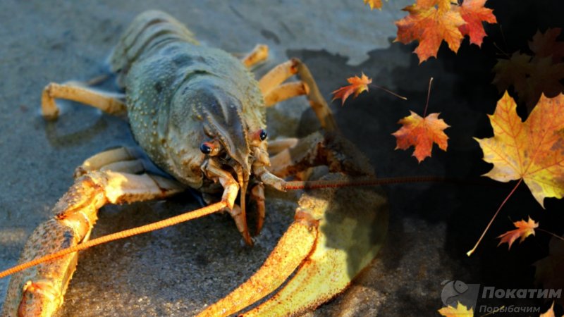  Осенняя рыбалка на раков. Автор изображения Нина Беляева. 