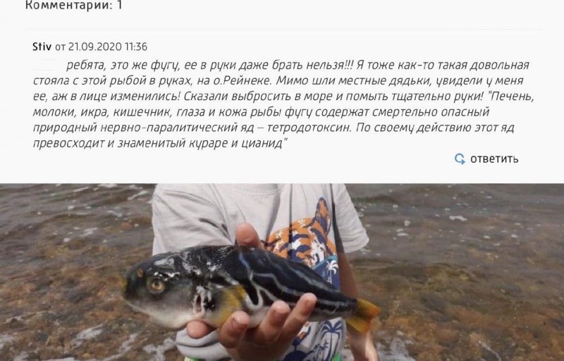 Даже держать фугу в руках опасно для жизни. Источник изображения: vestiprim.ru