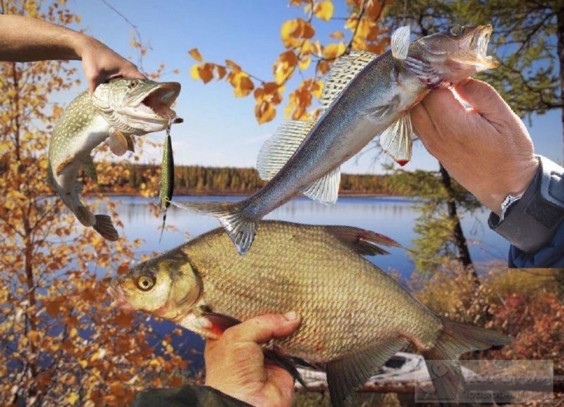 Холодная вода — не помеха хорошему улову, если рыбачить в «правильные» дни. Источник изображения: Елена Лановая